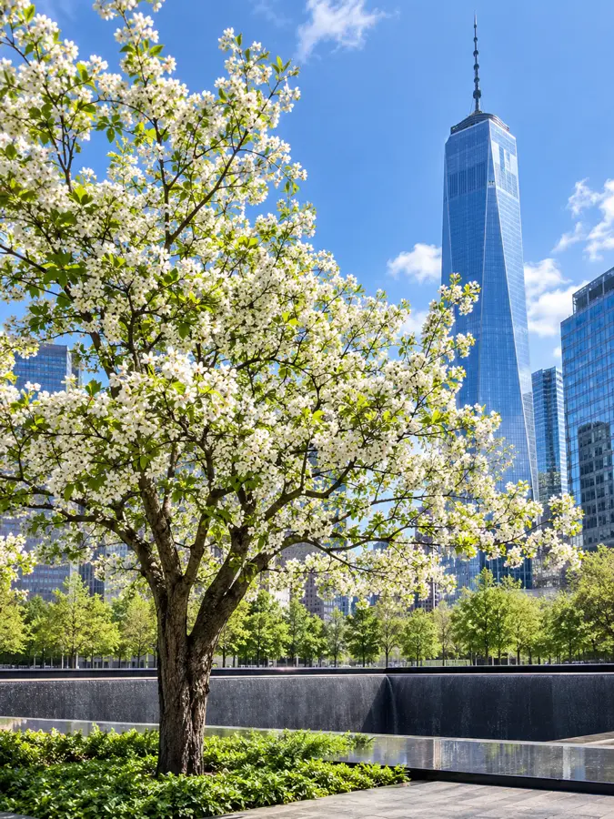 Der Survivor Tree in weißer Frühlingsblüte auf dem 9/11 Memorial-Platz, dahinter One World Trade Center